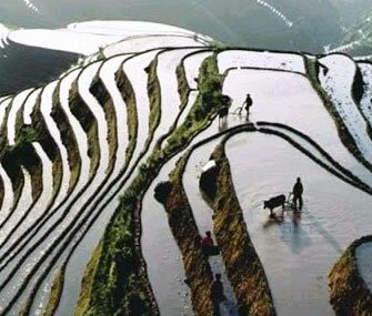 В 2013 г. средний доход китайских крестьян вырастет на $161,3