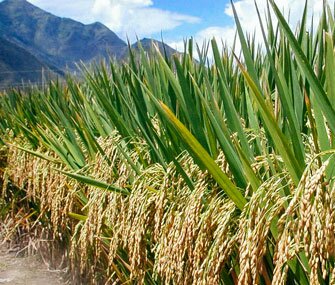 В Ляонине из-за засухи сократится сбор зерновых