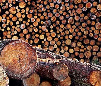 Россия теряет миллиарды долларов из-за контрабанды леса в Китай 