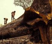 Александр Онучин: интенсивное лесовыращивание с оптимальным соотношением между искусственным и естественным возобновлением – залог продуктивности лесов