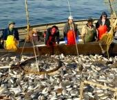 Экспорт китайских морепродуктов уменьшился 