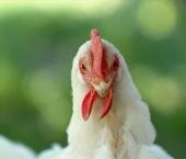 Китай может сократить импорт американской курятины 